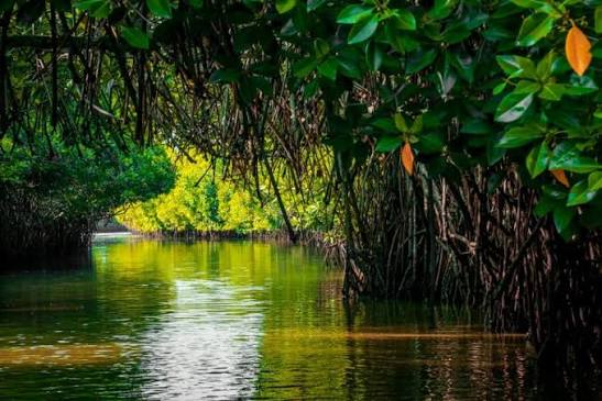 Pichavaram