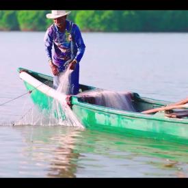 Embedded thumbnail for  Mangrove Conservation